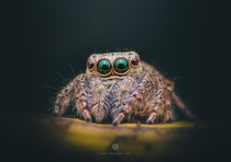 A green-eyed jumping spider possibly Anarrhotus sp