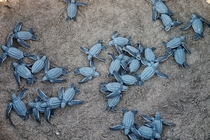 A group of Blue Sea Turtles
