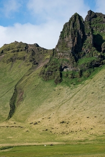 A group of horses grazing under a mountain outside Vik south Iceland 