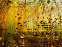 A group of tadpoles swimming 
