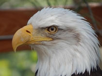 A handsome bald eagle Photo by me