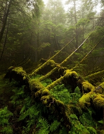 A hauntingly beautiful forest on the Isle of Skye Scotland 