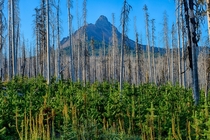 A healing forest beneath Mt Washington Oregon 