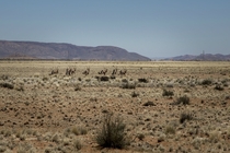 A herd of Gemsbok Oryx running through the Kalahari desert near the border of South AfricaNamibia 