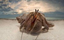 A hermit crab on a beach in Mozambique by Dale Morris 