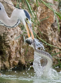 A heron and a snake fighting for a fish