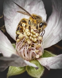 A honey bee Apis melifera feeding on a blackberry Rubus fruticosus flower