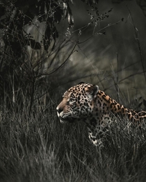 A jaguar stares into the distance