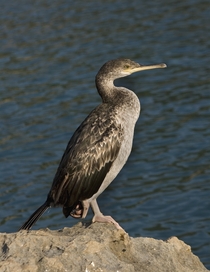 A juvenile European shag photographed in Croatia This species of cormorant lives along the rocky coasts of western and southern Europe southwest Asia and north Africa They eat a wide variety of fish diving to depths of  m  ft to find their prey Photo Juli