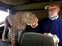 A Kenyan Tourist Comes Face to Face with a Cheetah Who Leaped into His Jeep and Got too Close for Comfort
