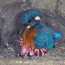 A king fisher with its chicks
