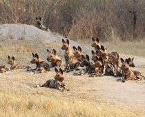 A large pack of attentive Painted Wolf Lycaon pictus puppies  credit Botswana Predator Conservation Trust