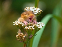 A laughing doormouse in Monticelli Brusati Italy