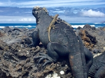 A Lava Lizard on top of a Marine Iguana both exist only on the Galapagos Islands 