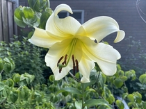 A lily in my garden