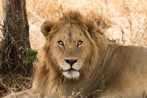 A Lion at the Serengeti National Park Tanzania 