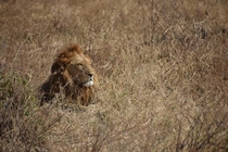 a lion in africa sorry not sure where i took it