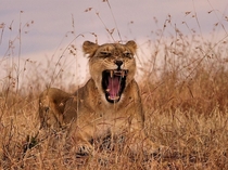 A lioness roars a warning to her cubs in Kenyas Masai Mara National Reserve photo by Linda Porter 