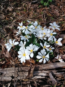 A little bloodroot to go with the trout lilies