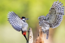 A Little Owl defends its feeding position from a Great spotted woodpecker 
