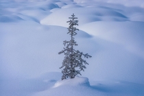 A little sapling survives harsh winter conditions in Yoho National Park British Columbia Canada 