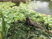 A lizard I believe a bearded dragon in the Sydney Chinese Friendship Garden 