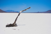 A lone branch in the middle of the Bonneville Salt Flats 