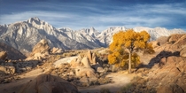 A lone Fall coloured Cottonwood tree in front of the Eastern Sierras Alabama Hills California 