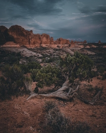 A lone tree in Arches National Park this summer x OC