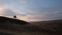 A lone tree in the Sierra Vista Open Space Preserve in San Jose CA 