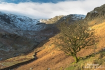 A lone tree on the way down Helm Crag The Lake District England 