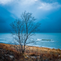 A lone tree taking root in the sand at Indiana Dunes National Park 