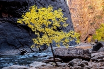 A lone tree within The Narrows Zion National Park Utah 