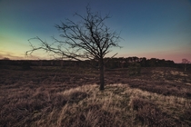 A lonely tree in a heather field 