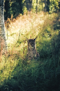 A Lynx chilling in North Norway 