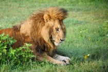 A majestic male lion reveals his inner cub as he becomes fixated on a little butterfly passing by  X-Post from rPics
