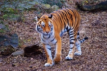 A majestic tiger  x