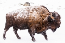 A male Bison American Buffalo trudges through the snow in Yellowstone National Park Photo credit to Lloyd Blunk
