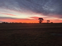 A mallee sunset Lake Boga Victoria Australia  x