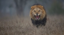 A man from Pakistan was almost attacked by a lion after going inside its home in Lahore Zoo Safari to get up-close and take photographs    Nature photographer Atif Saeed  told ABC News    the exhilarating experience was indescribable 