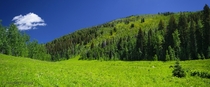 A meadow in Colorado 