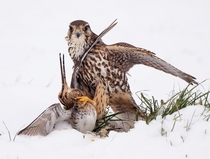 A merlin Falco columbarius pauses during his dinner of snipe in northern England Steve Mills 