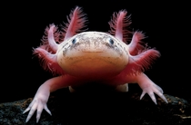 A Mexican axolotl Ambystoma mexicanum also known as a Mexican salamander or a Mexican walking fish Stephen Dalton 