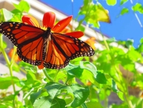 A Monarch butterfly danaus plexippus basking in the sun - 
