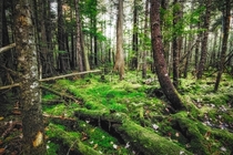 A mossy New Hampshire forest Photo by Robert Allan Clifford 