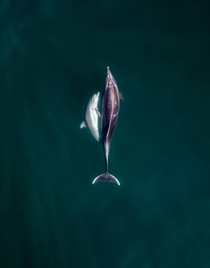 A mothers love Captured these Common Dolphins with my drone off the coast of Malibu a few weeks ago 