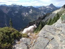 A mountain goat overlooking his lands 
