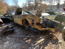 A  Mustang Mach  rusting away in a local junkyard