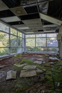 A nature covered floor in an office building