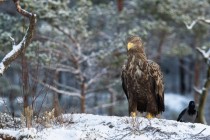 A Norwegian Golden Eagle - Aquila chrysaetos 